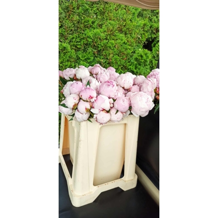 Piwonia peonia różowa 1-981